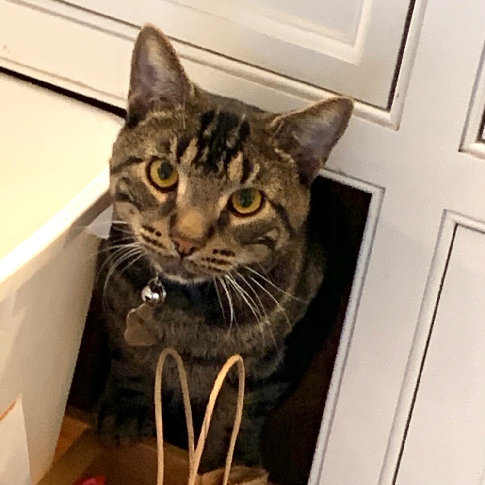 Meet your Posher, Jeryl